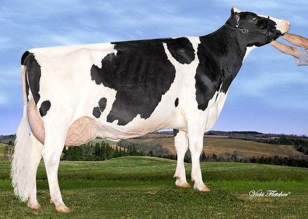 Amities Bolton Laurence VG-87